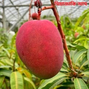 ১. মিয়াজাকি
