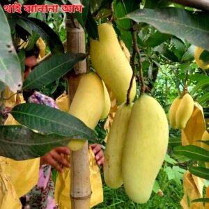 ৫ পিচ আমের চারার কম্বো প্যাকেজ
