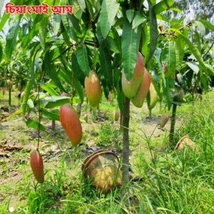 ২. চিয়াংমাই