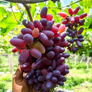 প্রিমিয়াম ৫ পিস আঙ্গুর চারা